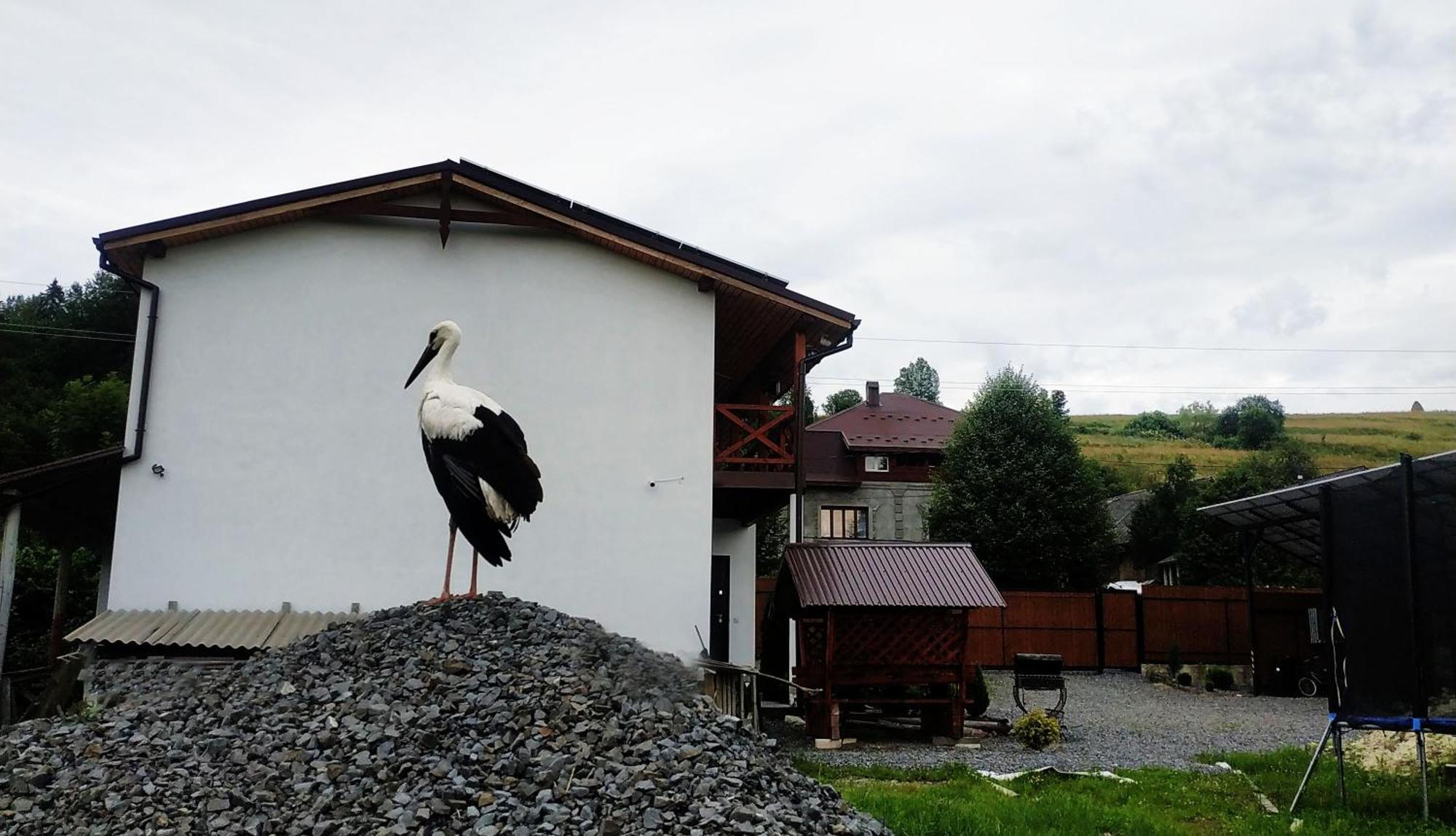 Nestg Guest House Pilipets Eksteriør bilde